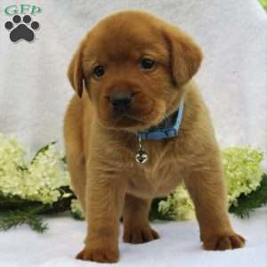 Redwood, Fox Red Labrador Retriever Puppy